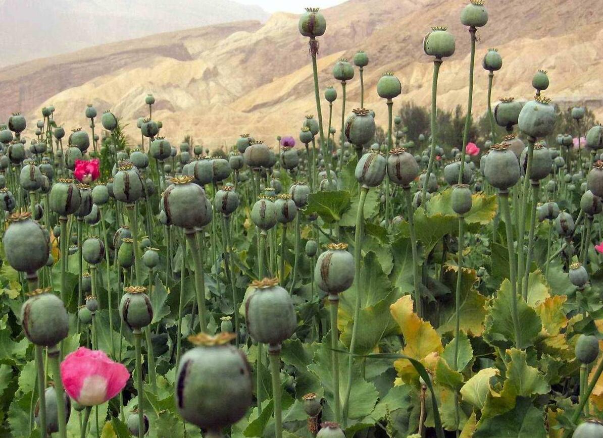 opium cultivation