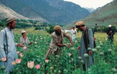 Opium harvesting in the Pech Valley