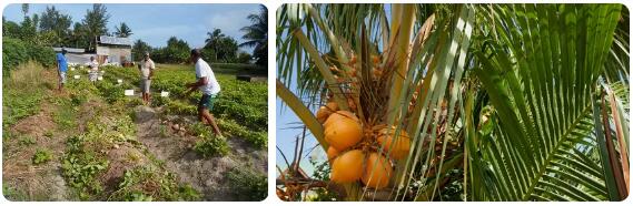 Seychelles Agriculture