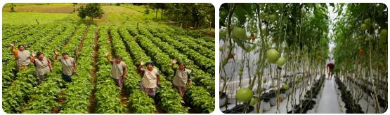 Venezuela Agriculture